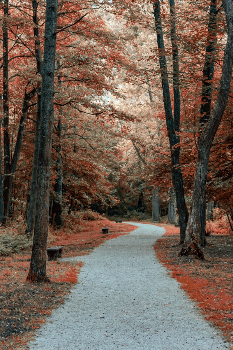 a path through a forest with lots of trees